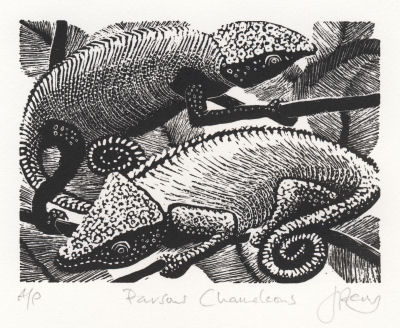 Wood Engraving by Jenny Pery Wood Engraving by Jenny Pery